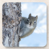 Curious Squirrel、カナダ動物写真 コースター (正面)