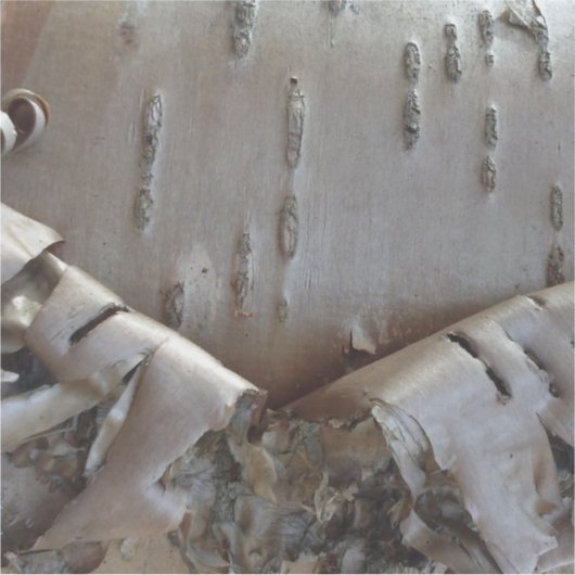 Curly Birch Bark Tree Rustic シール (正面)