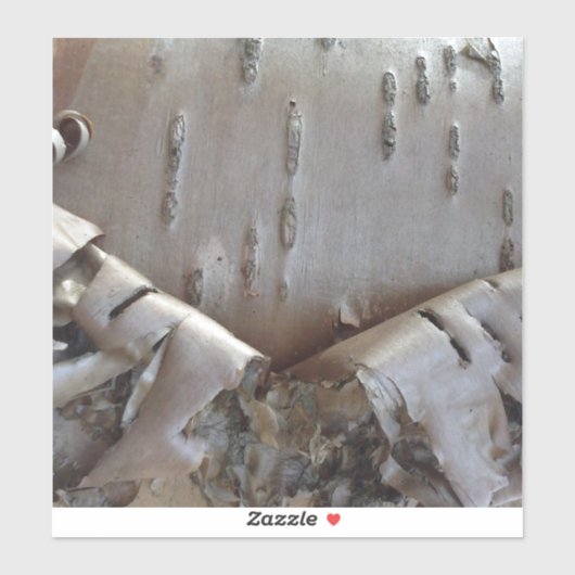 Curly Birch Bark Tree Rustic シール (シート)