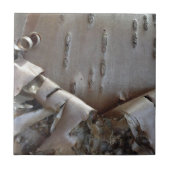Curly Birch Bark Tree Rustic タイル (正面)