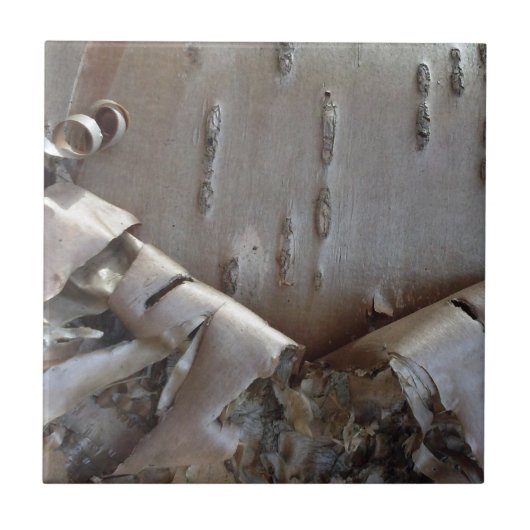 Curly Birch Bark Tree Rustic タイル (正面)