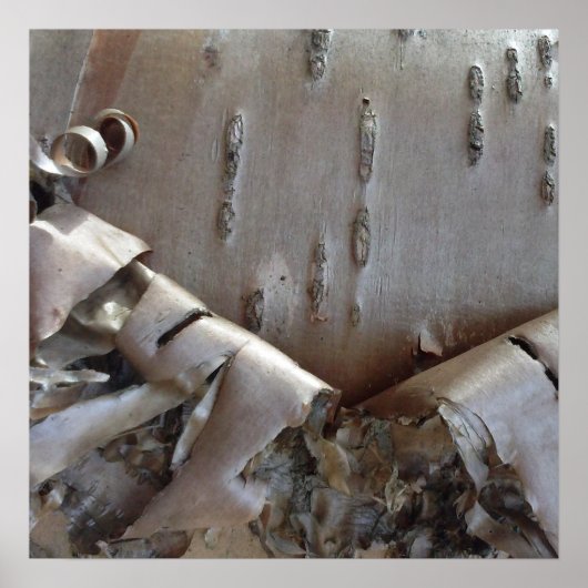 Curly Birch Bark Tree Rustic ポスター (正面)