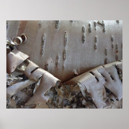 Curly Birch Bark Tree Rustic ポスター (正面)