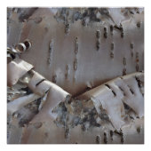 Curly Birch Bark Tree Rustic ポスター (正面)