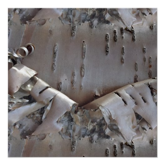Curly Birch Bark Tree Rustic ポスター (正面)
