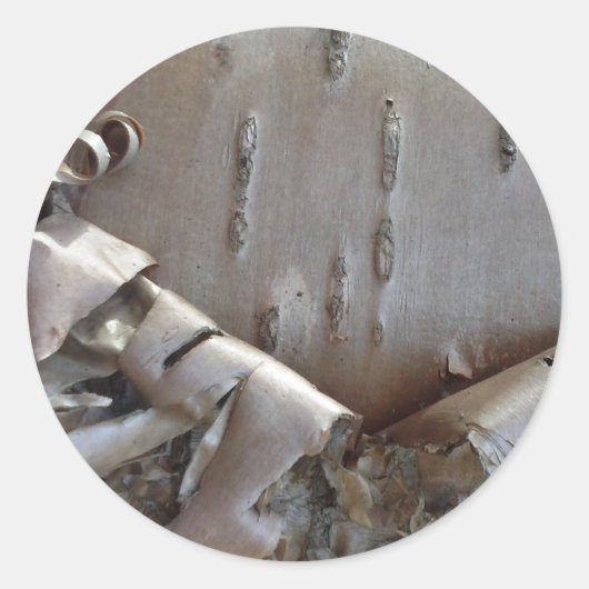 Curly Birch Bark Tree Rustic ラウンドシール (正面)