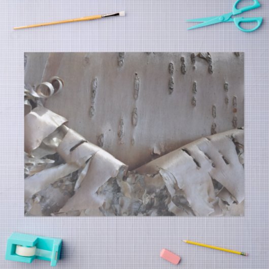 Curly Birch Bark Tree Rustic 薄葉紙 (クラフト)