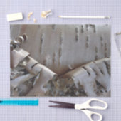 Curly Birch Bark Tree Rustic 薄葉紙 (クラフト)