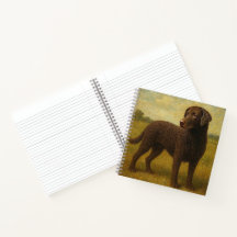 Curly Coasted Retriever