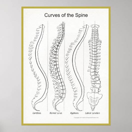 Curves of the Spineポスターカイロプラクティック ポスター (正面)