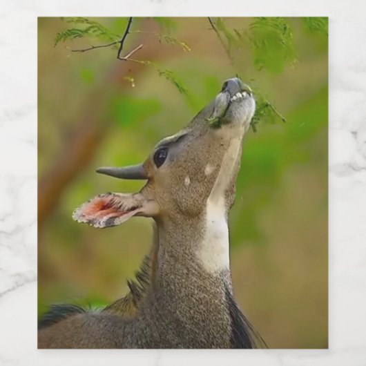 Custom deer ワインラベル (シングルラベル)