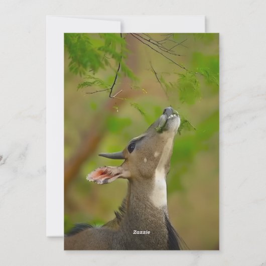 Custom deer 招待状 (裏面)