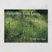Custom Greetings from Latvia Wildflower Photograph ポストカード (正面)