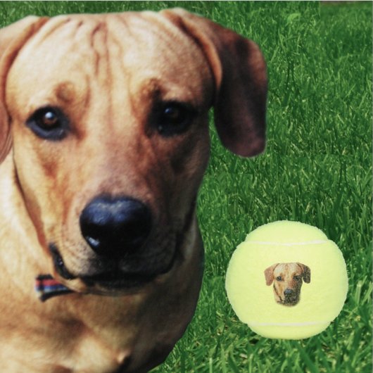 Custom Personalised Dog Tennis Balls テニスボール