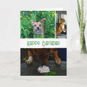 Custom pet (dog) photo and message カード (正面)