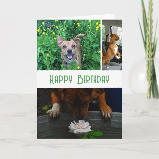 Custom pet (dog) photo and message カード (正面)
