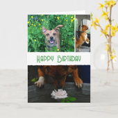 Custom pet (dog) photo and message カード (黄色い花)