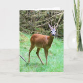 Customisable Roe Deer Buck Nature Lover カード (正面)