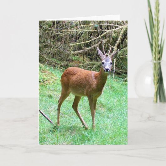 Customisable Roe Deer Buck Nature Lover カード (正面)
