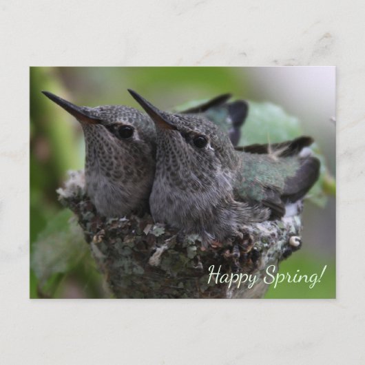 Customizable Cute Baby Hummingbirds Photo | ポストカード (正面)