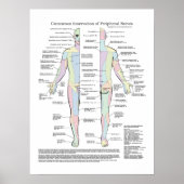 Cutaneous Innervation of Peripheral Nerves Poster ポスター (正面)