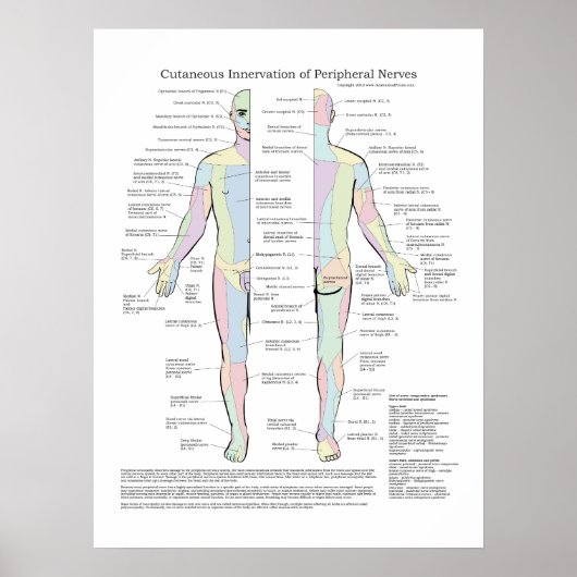 Cutaneous Innervation of Peripheral Nerves Poster ポスター (正面)