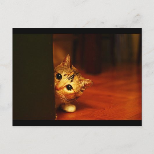 cute_おもしろい_animals_28子猫こっそりピアリング ポストカード (正面)