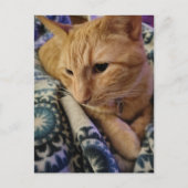 Cute Adorable Sleepy Ginger Kitty ポストカード (正面)