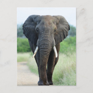 cute African Elephant ポストカード
