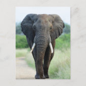 cute African Elephant ポストカード (正面)
