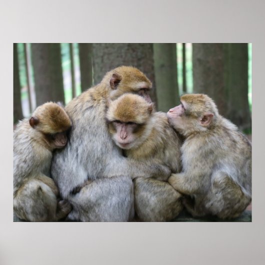 Cute Ape Family Group Hug Photograph ポスター (正面)