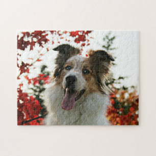 Cute Australian Shepherd Dog Portrait ジグソーパズル