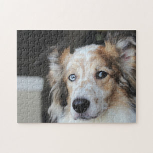 Cute Australian Shepherd Dog Portrait ジグソーパズル