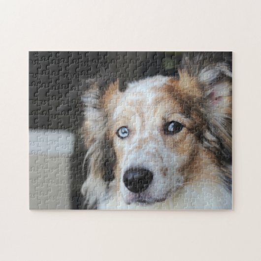 Cute Australian Shepherd Dog Portrait ジグソーパズル (横)