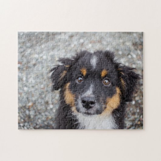 Cute Australian Shepherd Puppy Portrait ジグソーパズル (横)