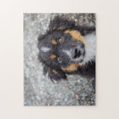 Cute Australian Shepherd Puppy Portrait ジグソーパズル (縦)