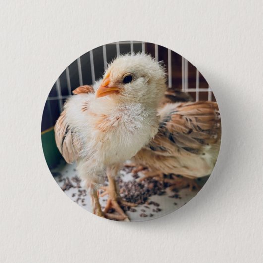 Cute Baby Chick Round Button 缶バッジ (正面)