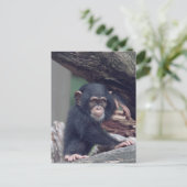 cute baby Chimpanzee ポストカード (スタンド正面)