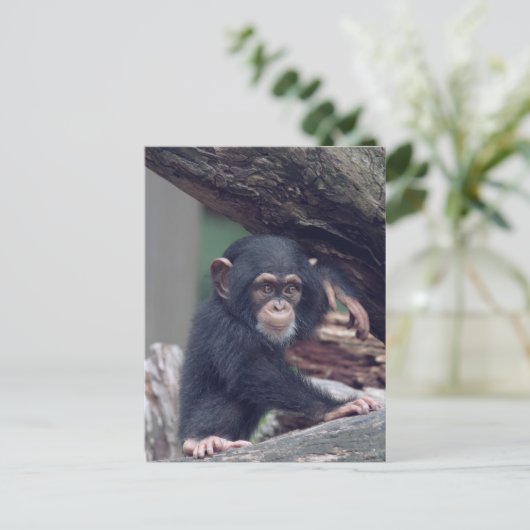 cute baby Chimpanzee ポストカード (スタンド正面)