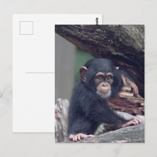cute baby Chimpanzee ポストカード (正面/裏面)