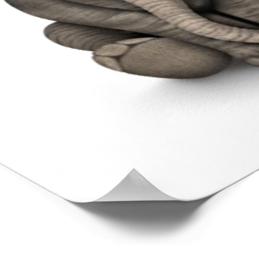 Cute Baby Elephant Calf Sitting Down, White ポスター (角)