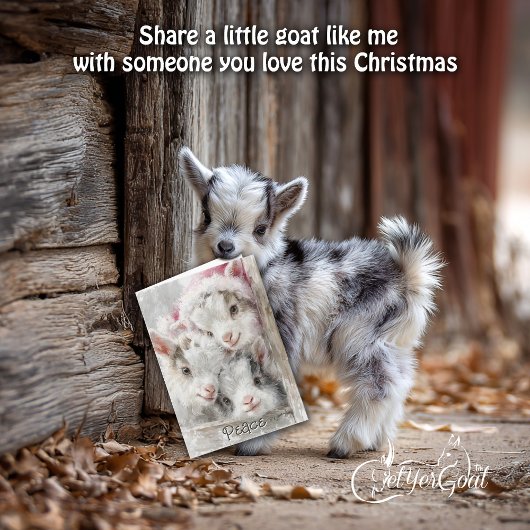 Cute Baby Goats - Snow Babies 3 Christmas シーズンカード