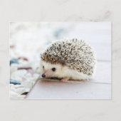 Cute Baby Hedgehog ポストカード (正面)