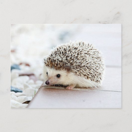 Cute Baby Hedgehog ポストカード (正面)