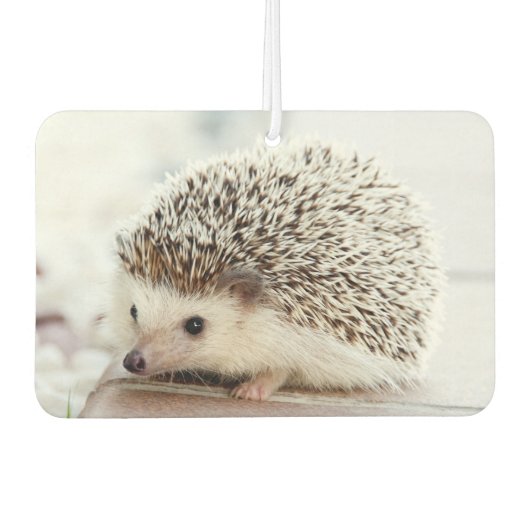 Cute Baby Hedgehog Photo カーエアーフレッシュナー (正面)