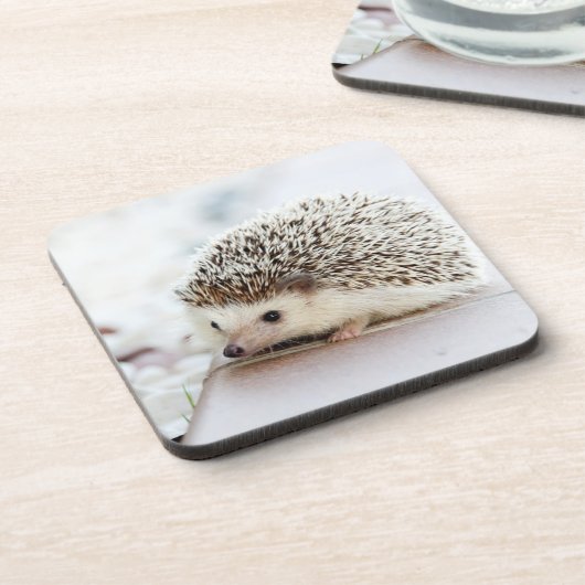 Cute Baby Hedgehog Photo コースター (左側)
