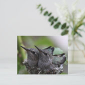 Cute Baby Hummingbirds Photo Postcard ポストカード (スタンド正面)