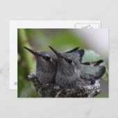 Cute Baby Hummingbirds Photo Postcard ポストカード (正面/裏面)