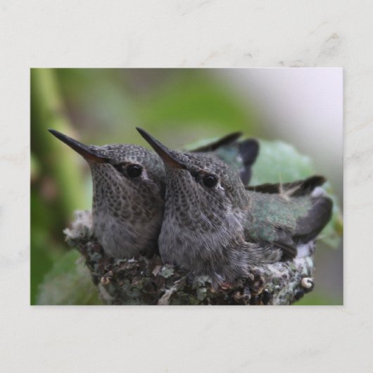 Cute Baby Hummingbirds Photo Postcard ポストカード (正面)