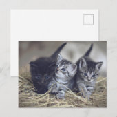 cute baby kittens ポストカード (正面/裏面)